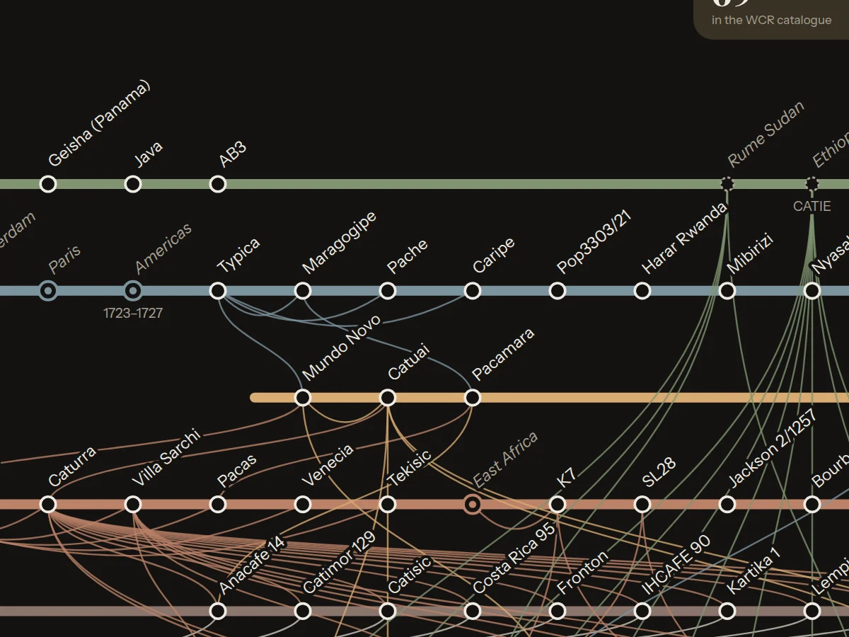Detail of the poster: Typica, Bourbon and Catimor lines with their stations and parent links