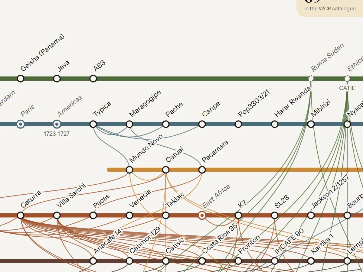 Detail of the poster: Typica, Bourbon and Catimor lines with their stations and parent links