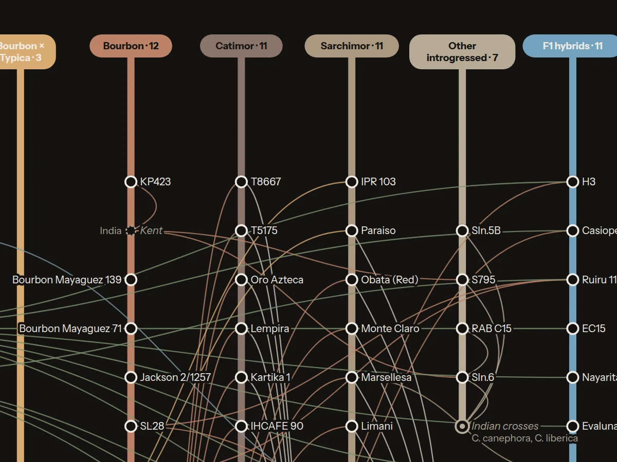 Detail of the poster: Bourbon, Catimor and Sarchimor lines with their stations and parent links