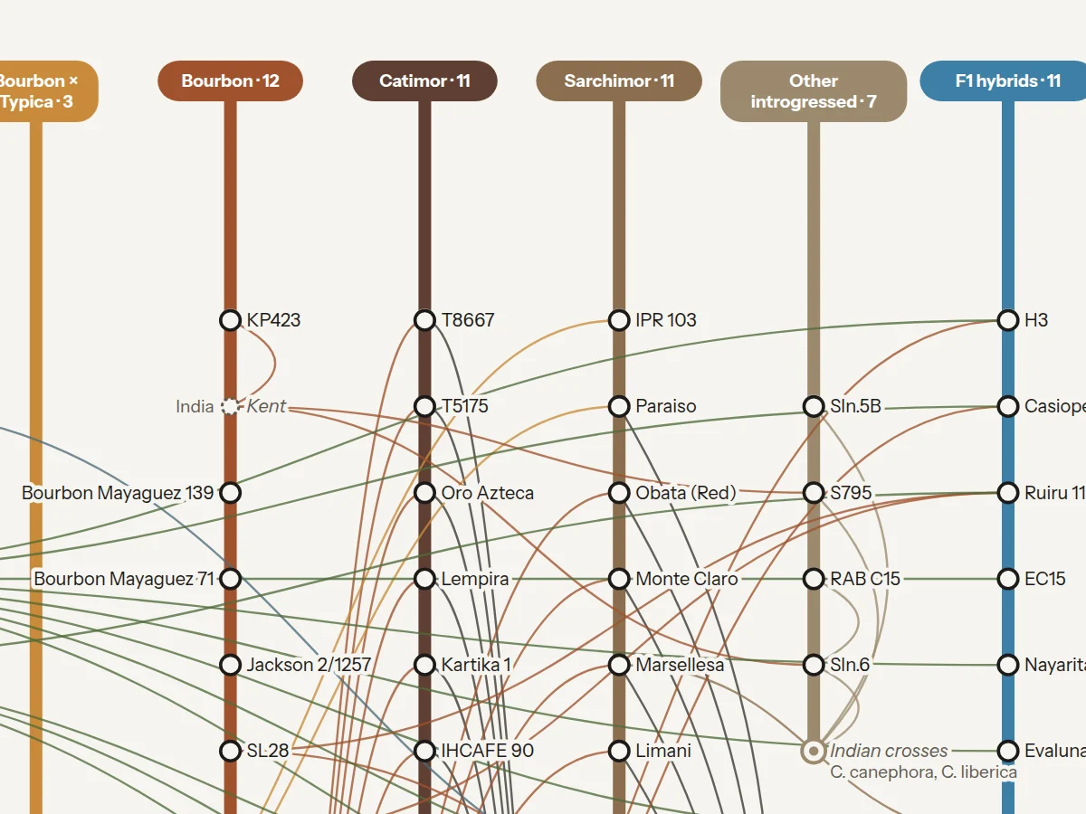 Detail of the poster: Bourbon, Catimor and Sarchimor lines with their stations and parent links